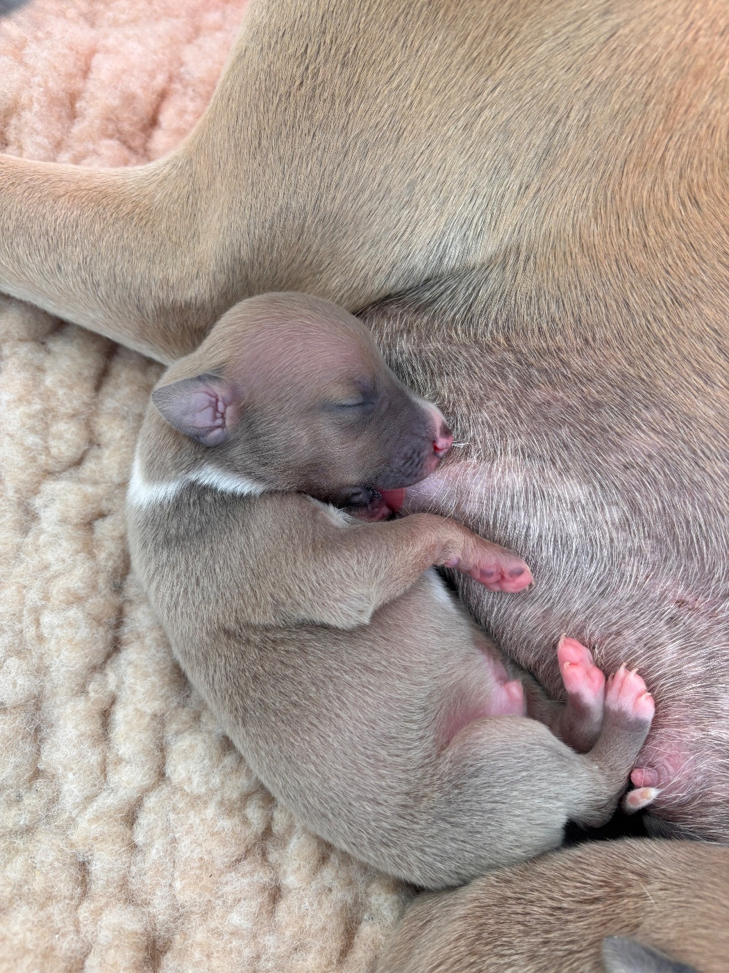 Blue Coast Paradise - Chiots disponibles - Whippet