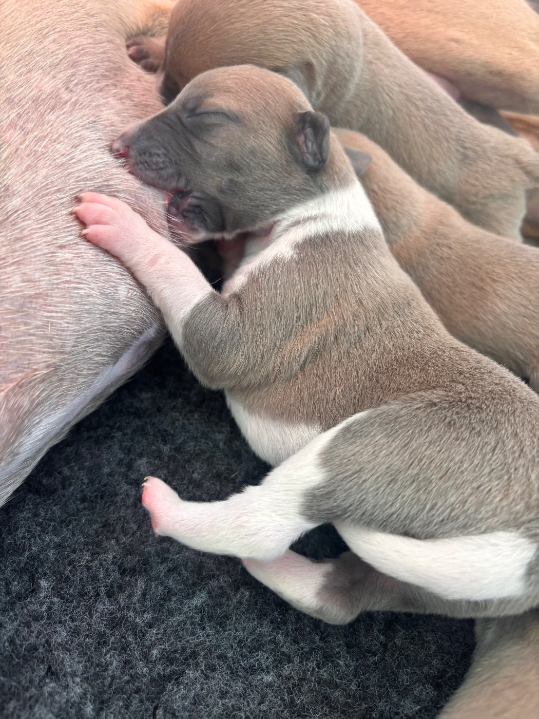 Blue Coast Paradise - Chiots disponibles - Whippet