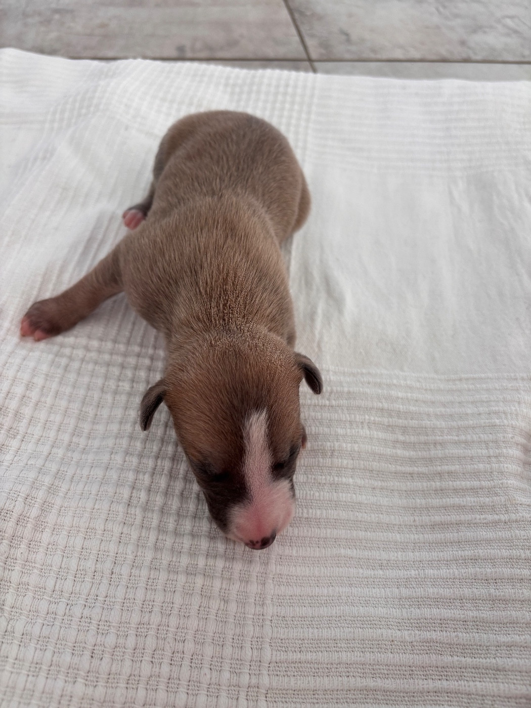 Blue Coast Paradise - Chiots disponibles - Whippet