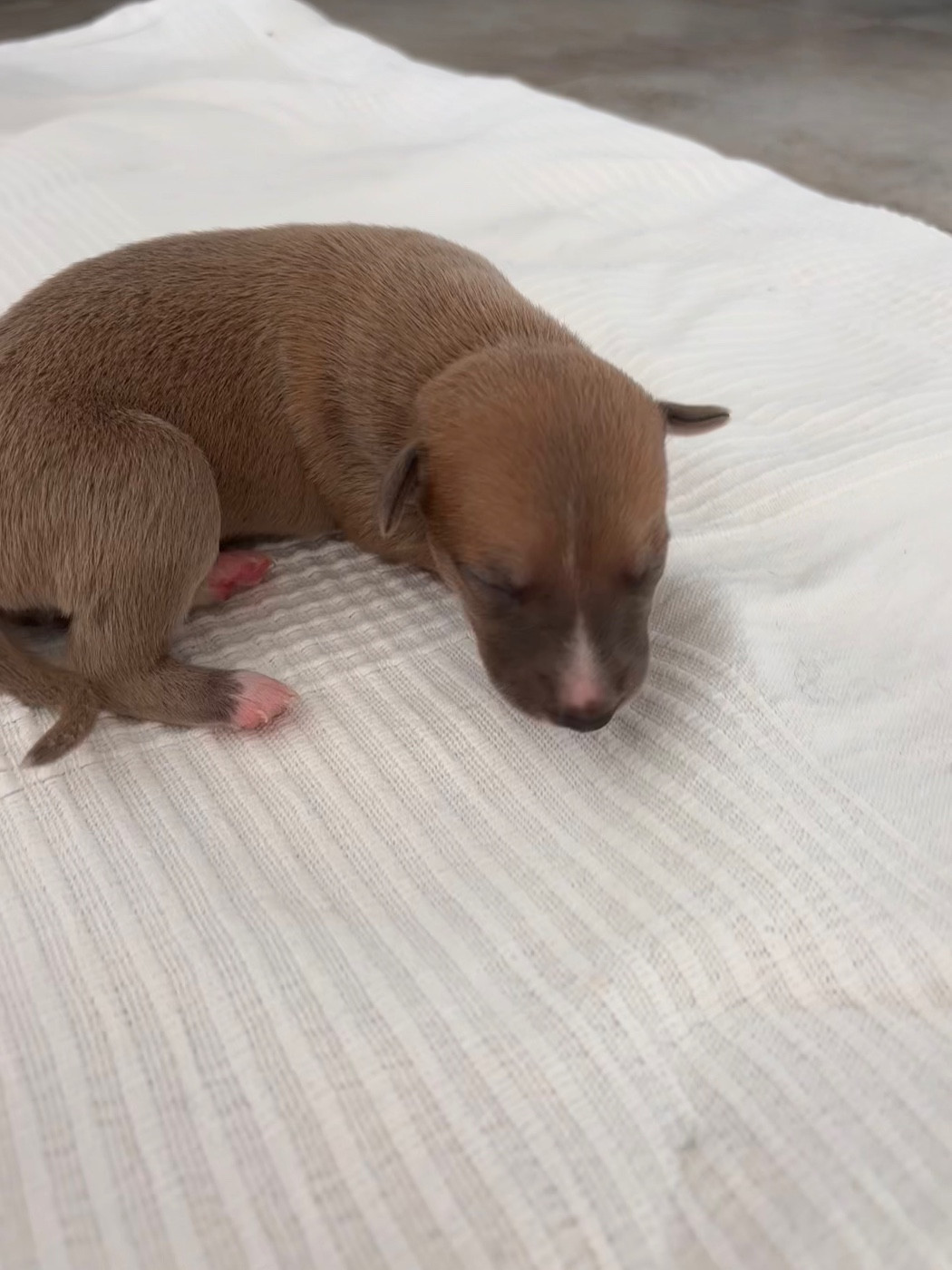 Blue Coast Paradise - Chiots disponibles - Whippet