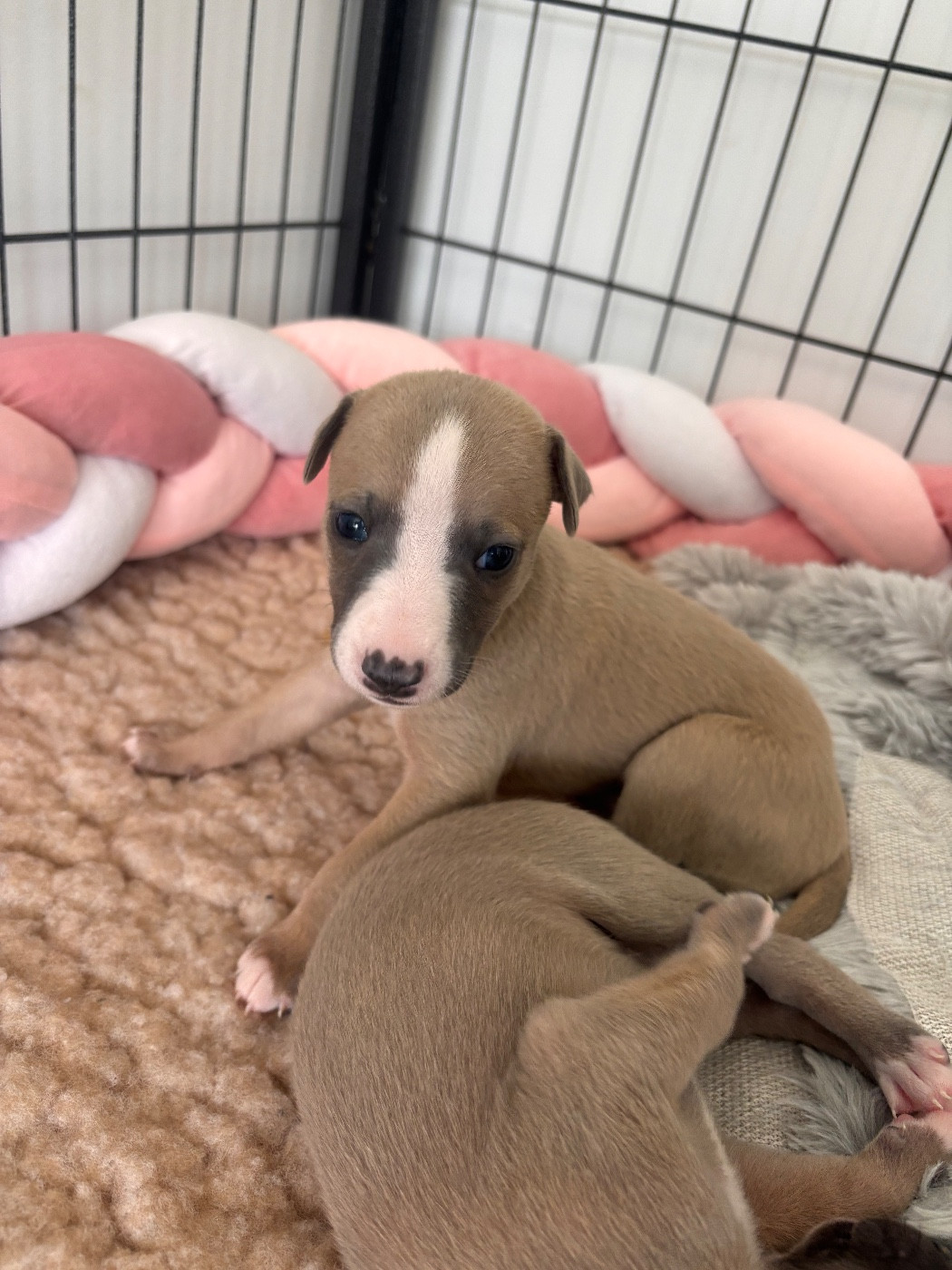 Blue Coast Paradise - Chiots disponibles - Whippet