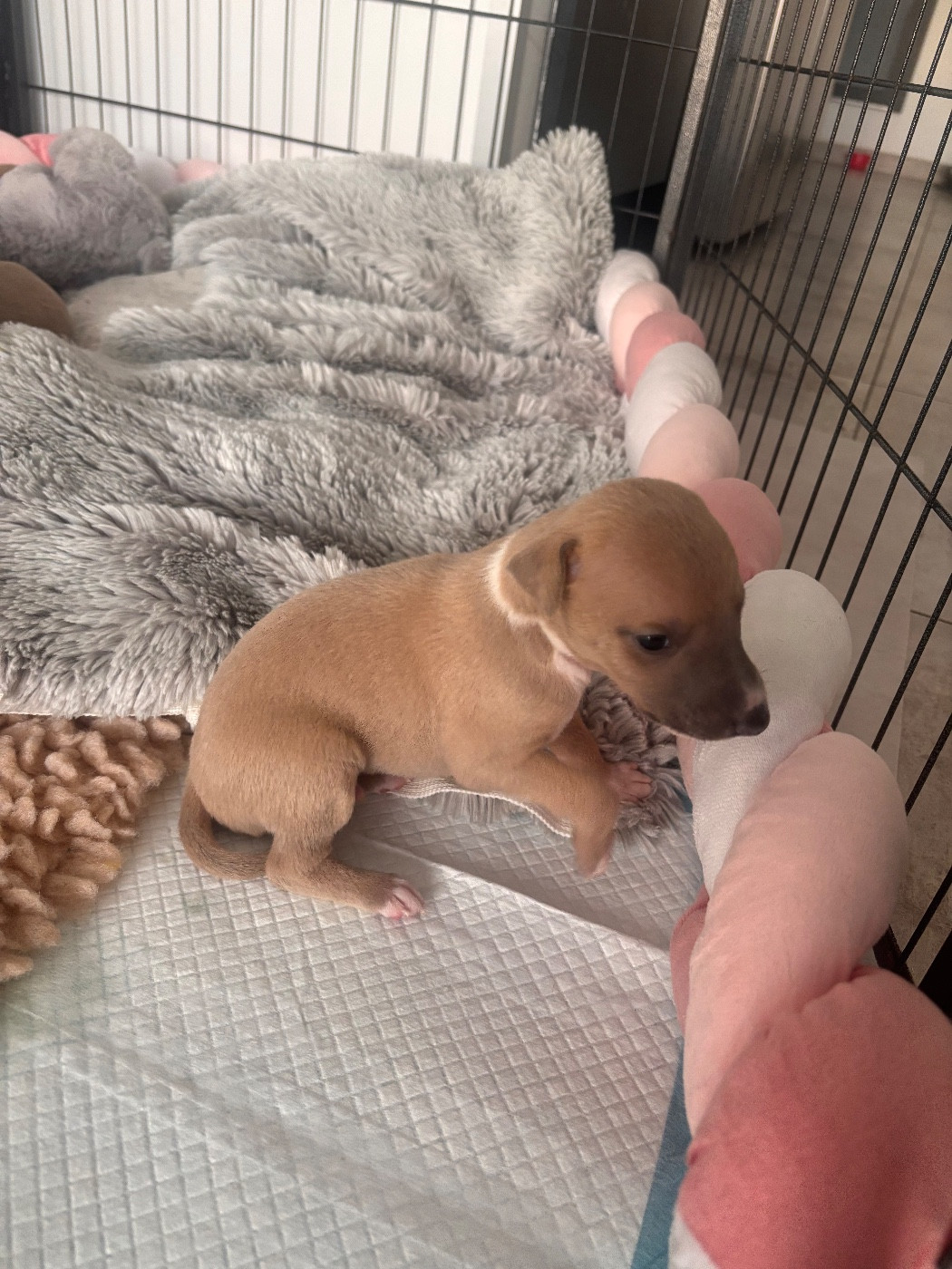 Blue Coast Paradise - Chiots disponibles - Whippet