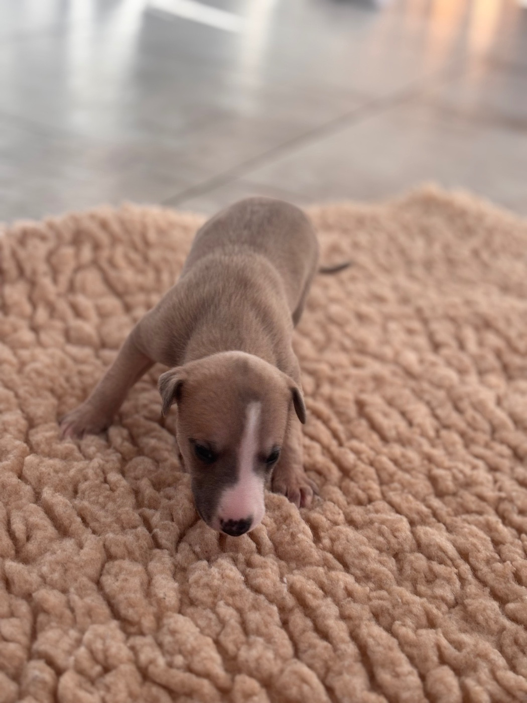 Blue Coast Paradise - Chiots disponibles - Whippet