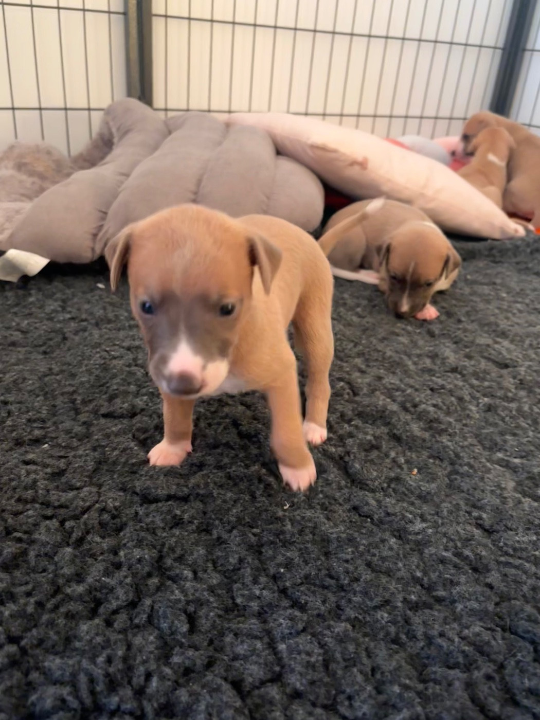 Blue Coast Paradise - Chiots disponibles - Whippet