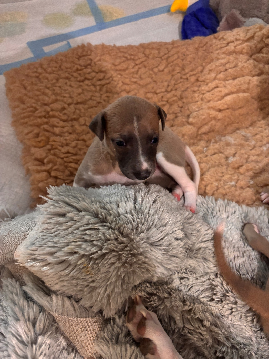 Blue Coast Paradise - Chiots disponibles - Whippet