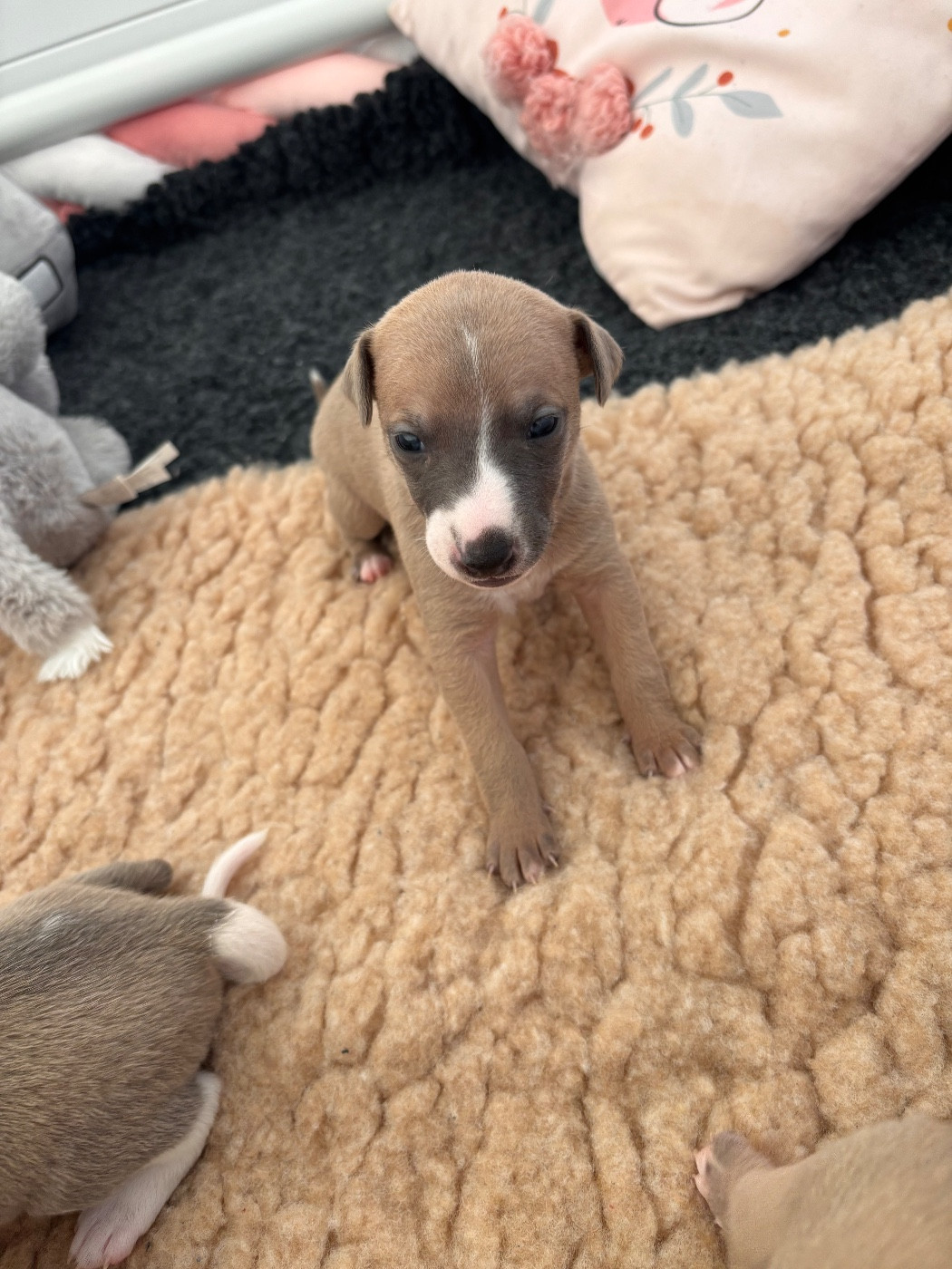 Blue Coast Paradise - Chiots disponibles - Whippet