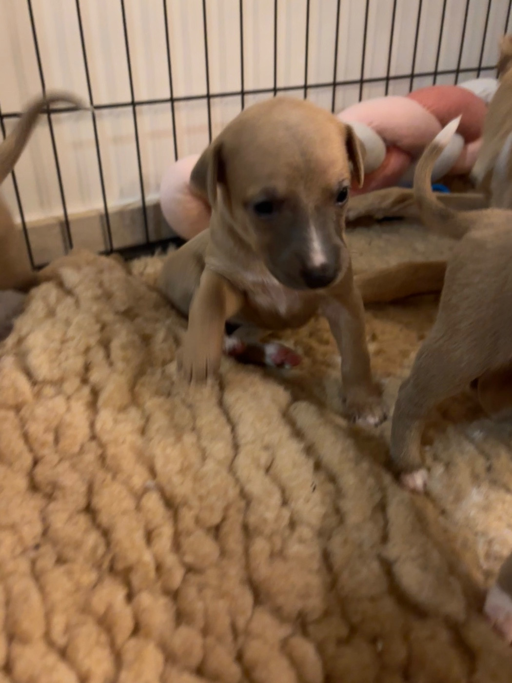 Blue Coast Paradise - Chiots disponibles - Whippet