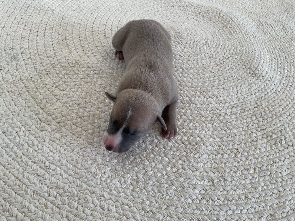 Blue Coast Paradise - Chiots disponibles - Whippet