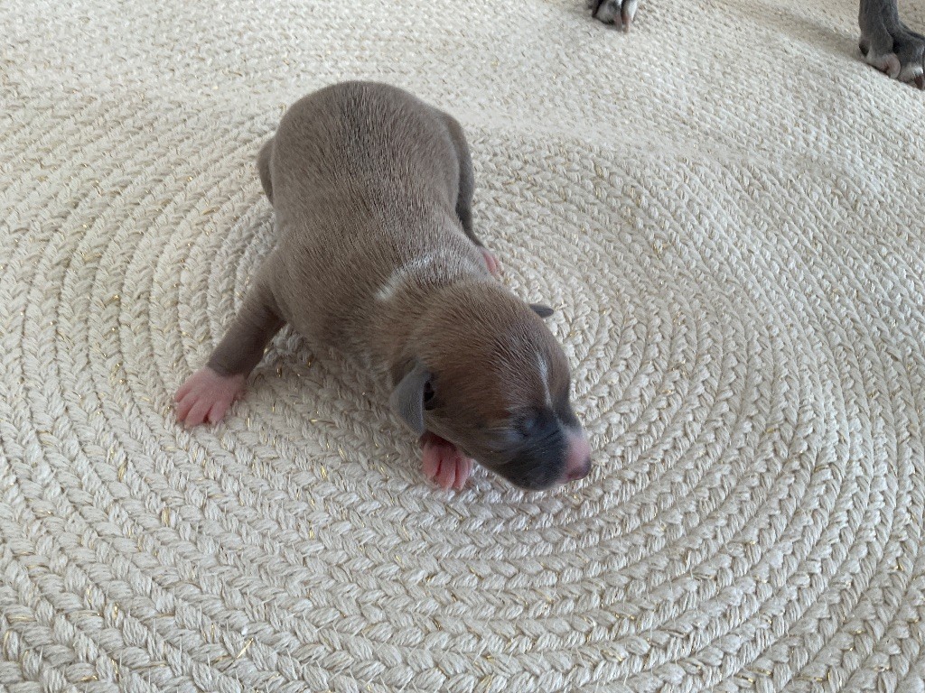 Blue Coast Paradise - Chiots disponibles - Whippet