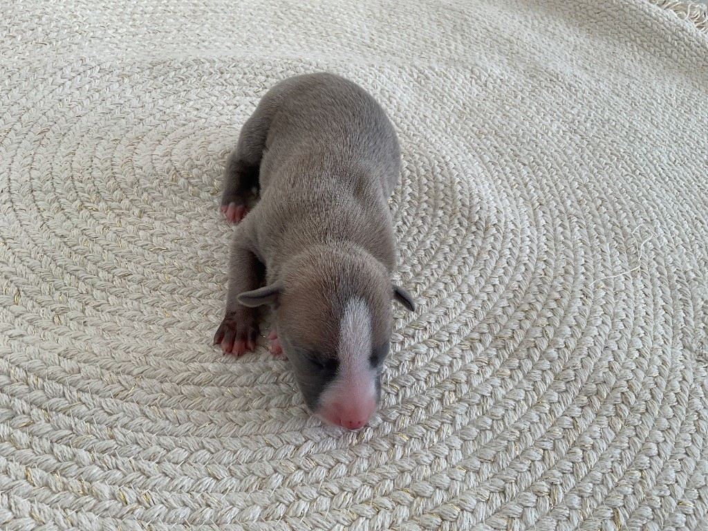 Blue Coast Paradise - Chiots disponibles - Whippet