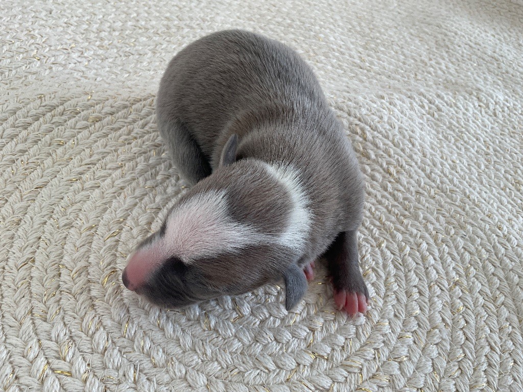 Blue Coast Paradise - Chiots disponibles - Whippet